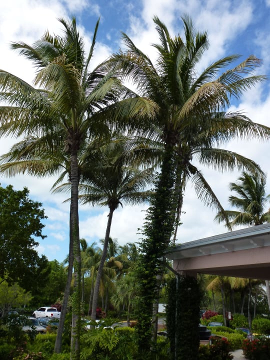 Ausblick von der Raucherterrasse zur Hoteleinfahrt Hotel Doubletree Grand Key Resort