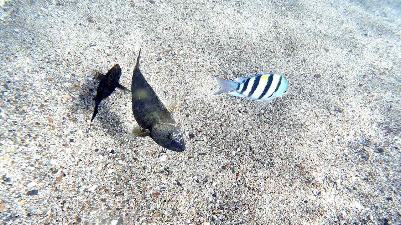 Strand Coral Sun Beach