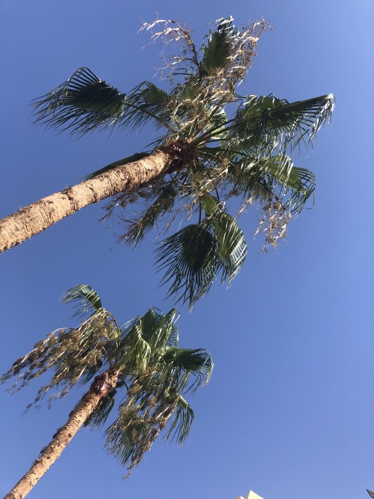 Gartenanlage Stella Garden Resort & Spa, Makadi Bay