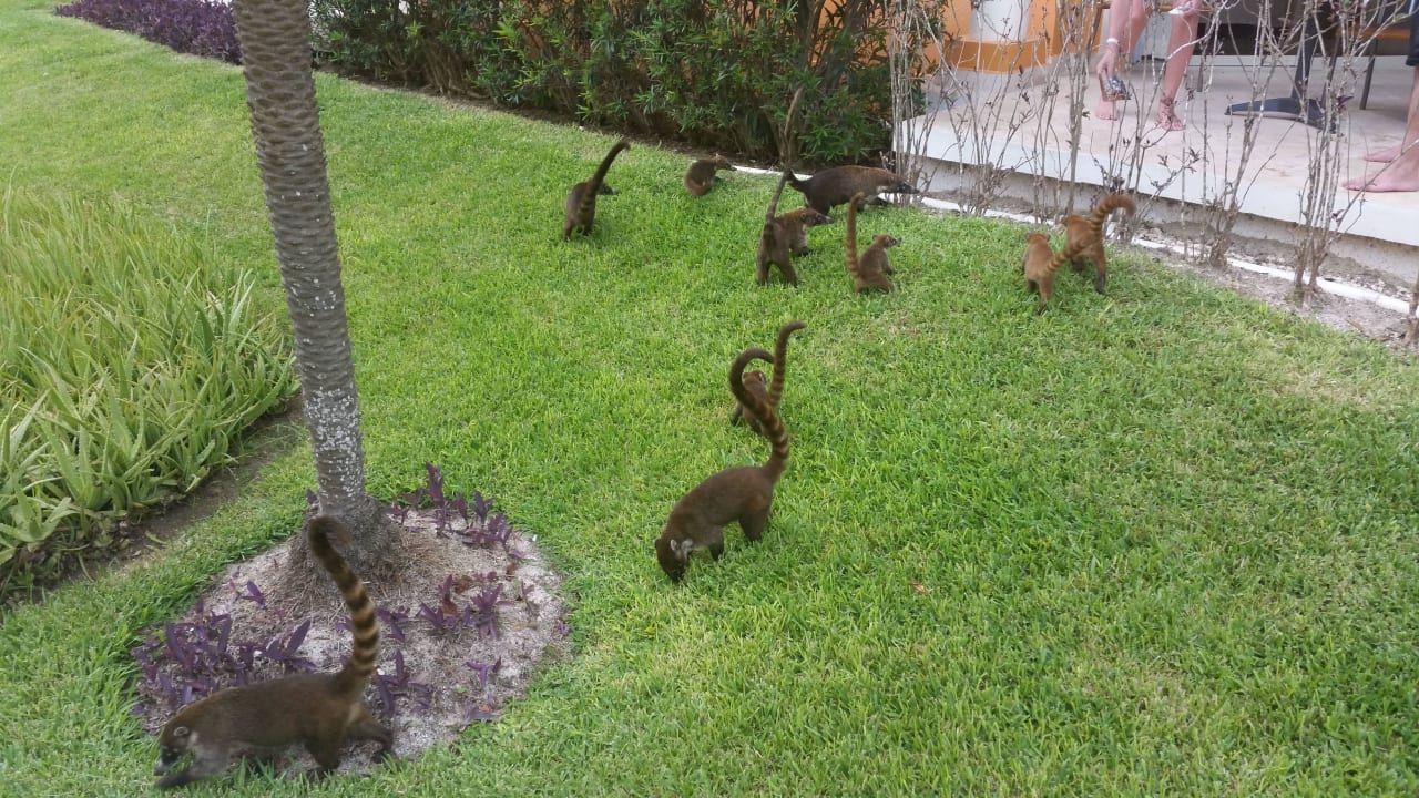 Besuch  H10 Ocean Maya Royale - Adults only