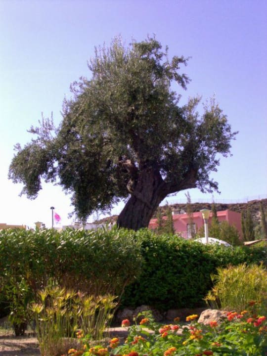 Grüner Hotelbereich 2 alltoura Club Hotel Porto Angeli Beach Resort