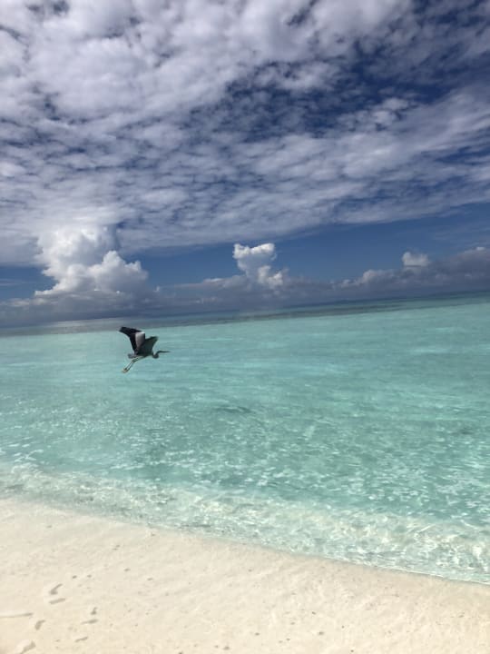 Strand Safari Island Maldives