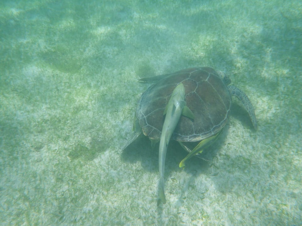 Sport & Freizeit Akumal Bay Beach & Wellness Resort