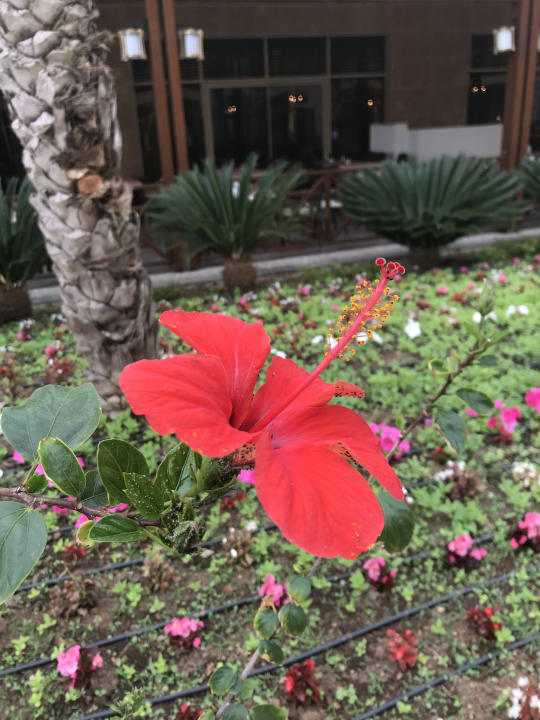 Gartenanlage Kirman Belazur Resort & Spa