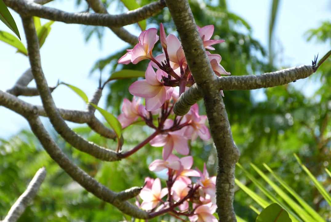 Frangipani - zapach tropików Club Palm Bay
