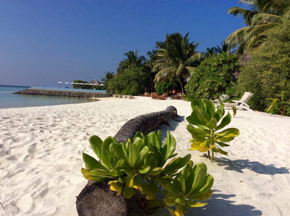 Westseite mit poolblick Summer Island Maldives