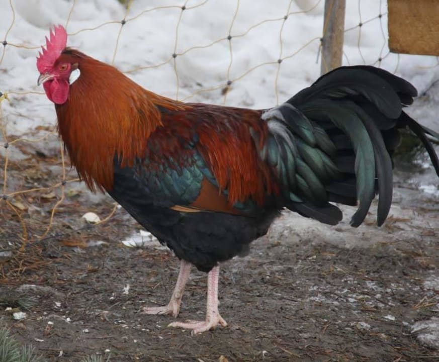 Mitbewohner auf dem Hof Bauernhof Haus Waldesruh
