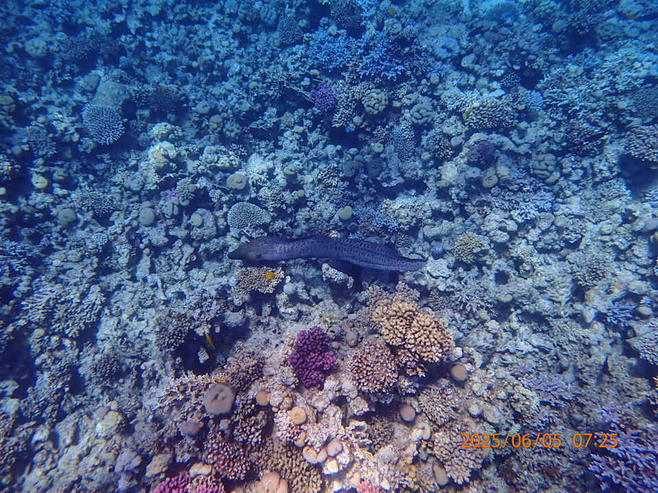 Strand Makadi Spa - Adults only