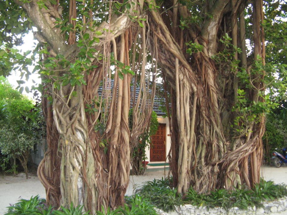 Klasse Bäume Adaaran Select Hudhuran Fushi - Premium All Inclusive