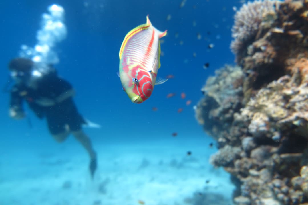 Sport & Freizeit Beach Albatros Resort