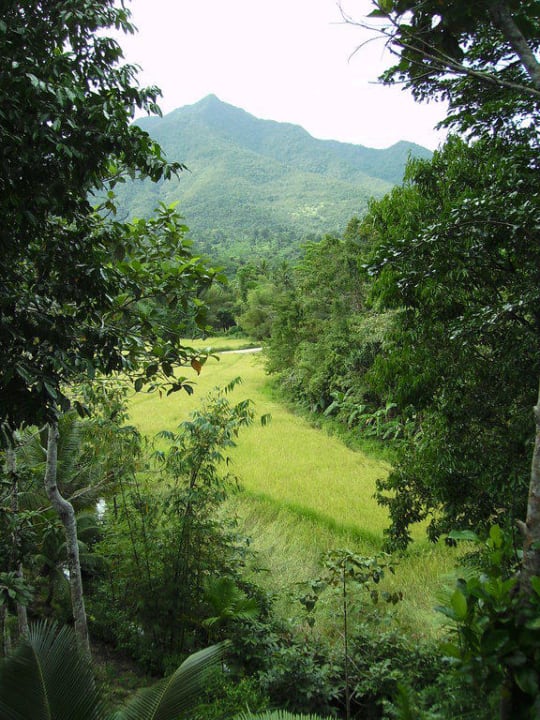 Blick vom Bambua Restaurant Richtung Straße Bambua Nature Park Resort