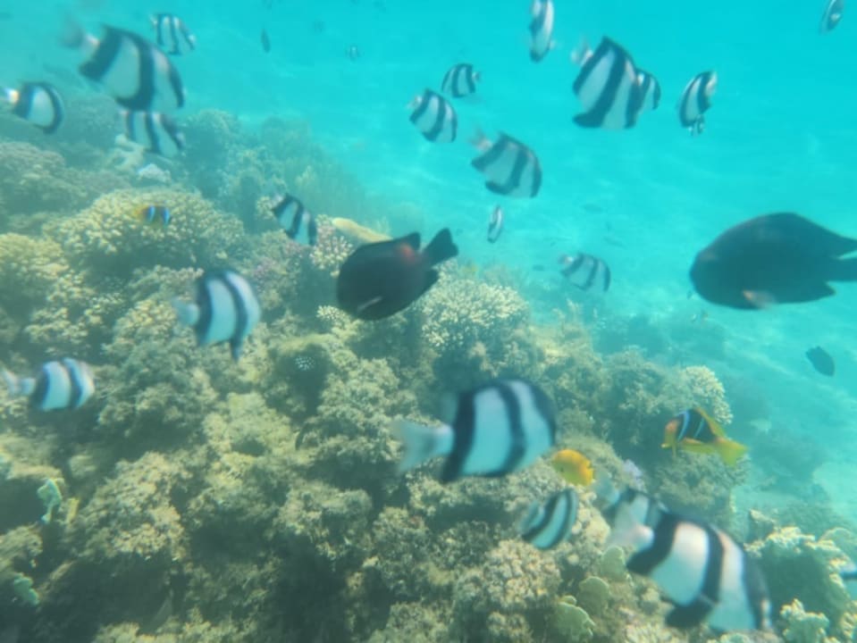 Strand Shams Safaga Resort