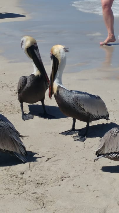 Strand Sirenis Tropical Varadero