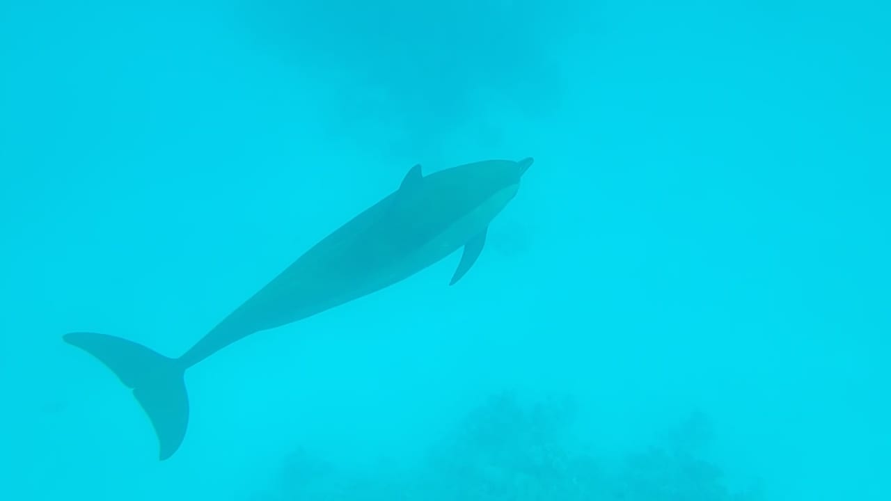 Sport & Freizeit Malikia Resort Abu Dabbab