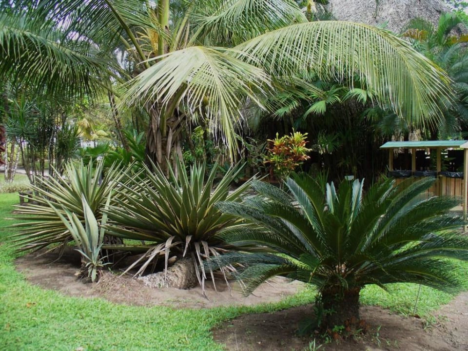 Gartenanlage Hotel Turtle Beach Lodge