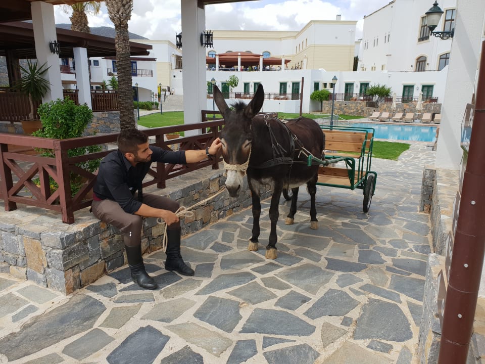 Eselreiten Creta Maris Resort