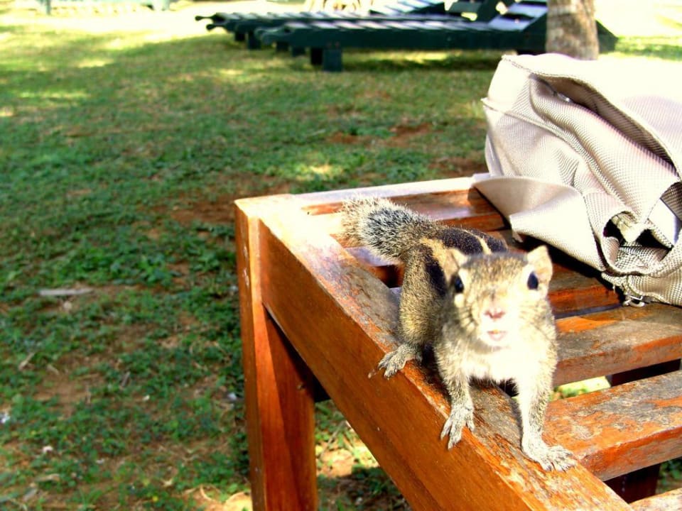 Streifenhörnchen Mermaid Hotel & Club