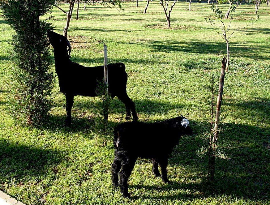 Ausbrecher aus dem Steichelzoo Lonicera Resort & Spa Hotel