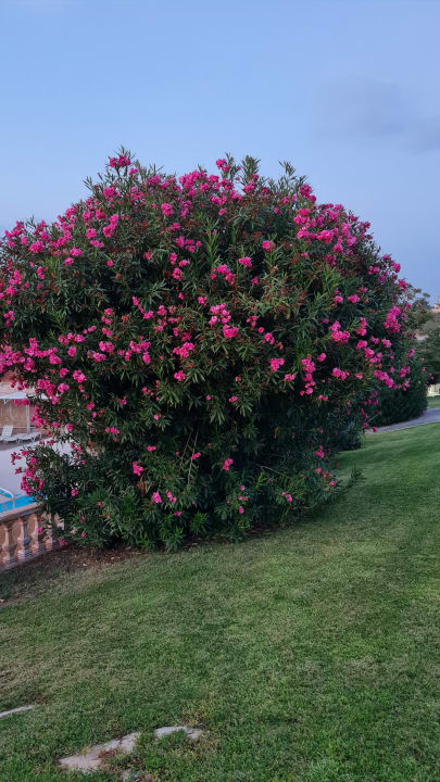Gartenanlage Club Resort Atlantis
