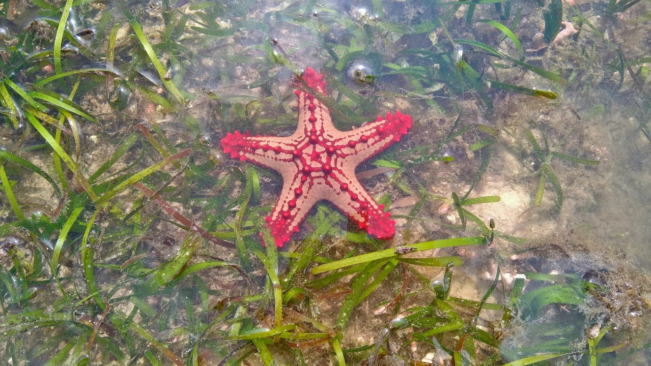 Schöner Seestern Bahari Beach Hotel