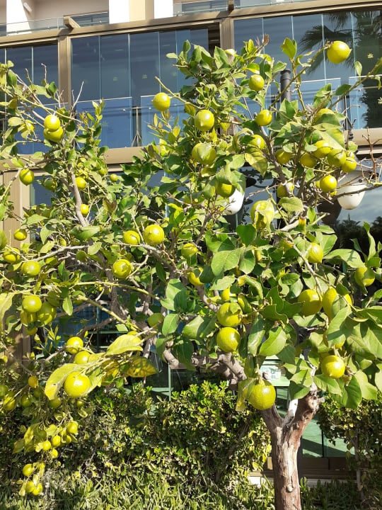 Sonstiges Aydinbey Kings Palace & Spa