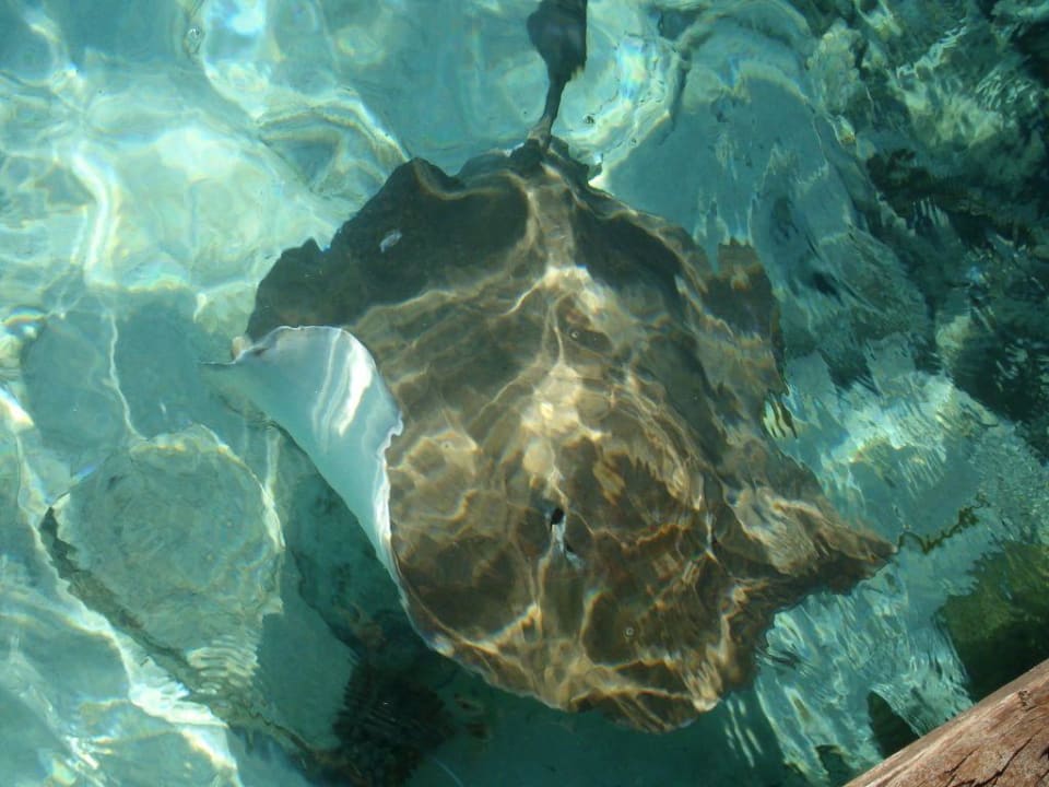 Stachelrochen Adaaran Club Rannalhi - All Inclusive