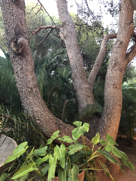 Gartenanlage Lago Garden