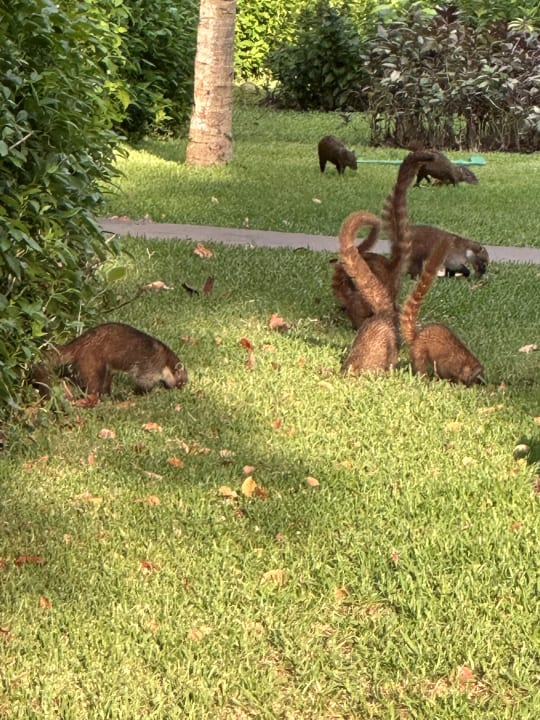 Sonstiges Catalonia Playa Maroma