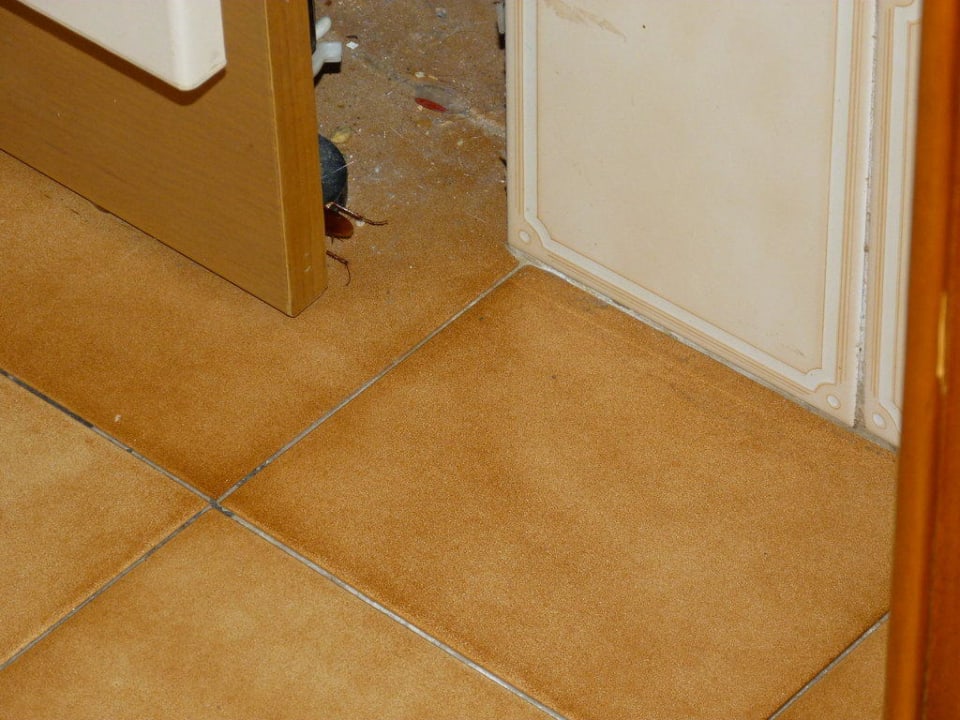 Kakerlakenversteck Reverence Life  - Adults only