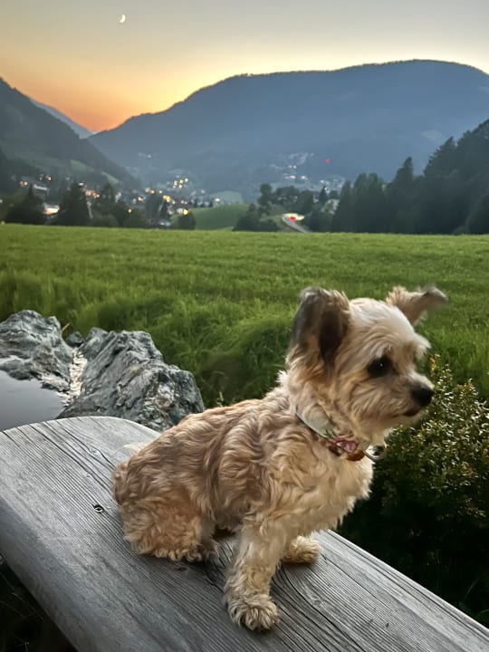 Gartenanlage Pension Südhang