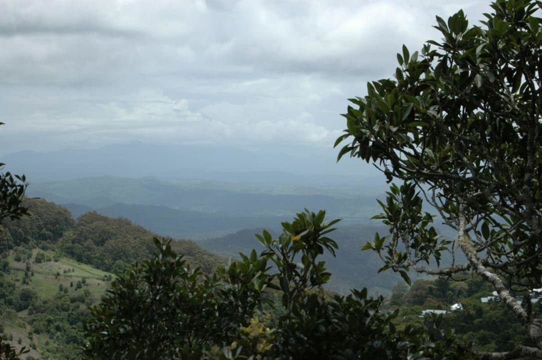 Ausblick aus den Baumspitzen O'Reilly's Rainforest Resort