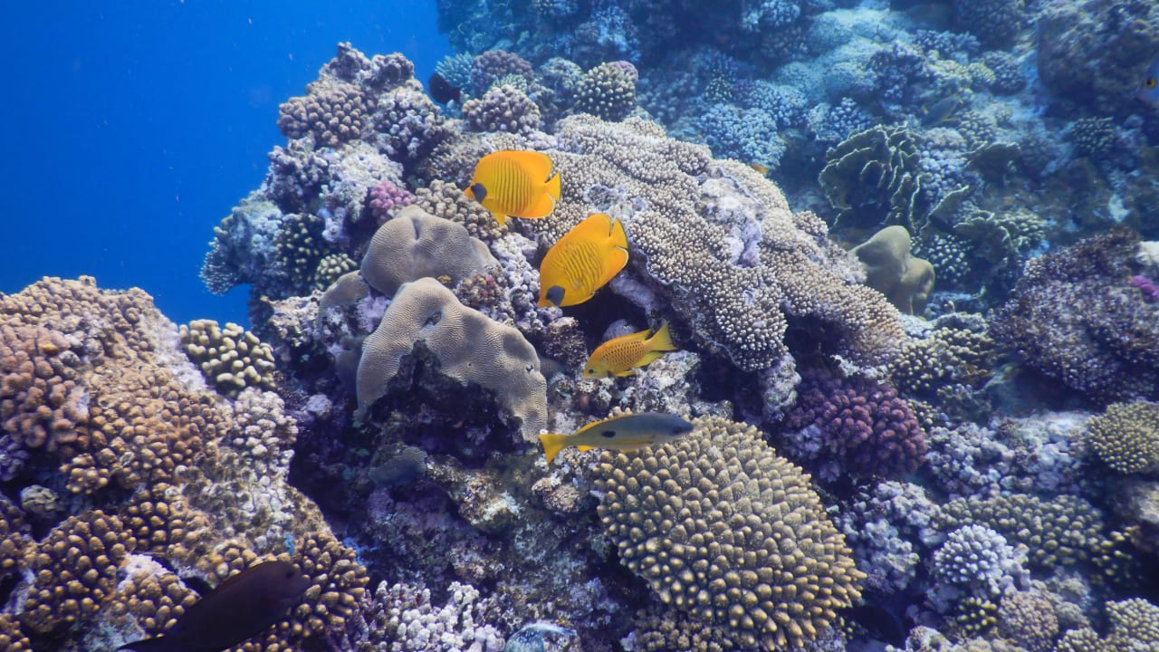 Sport & Freizeit Three Corners Equinox Beach Resort