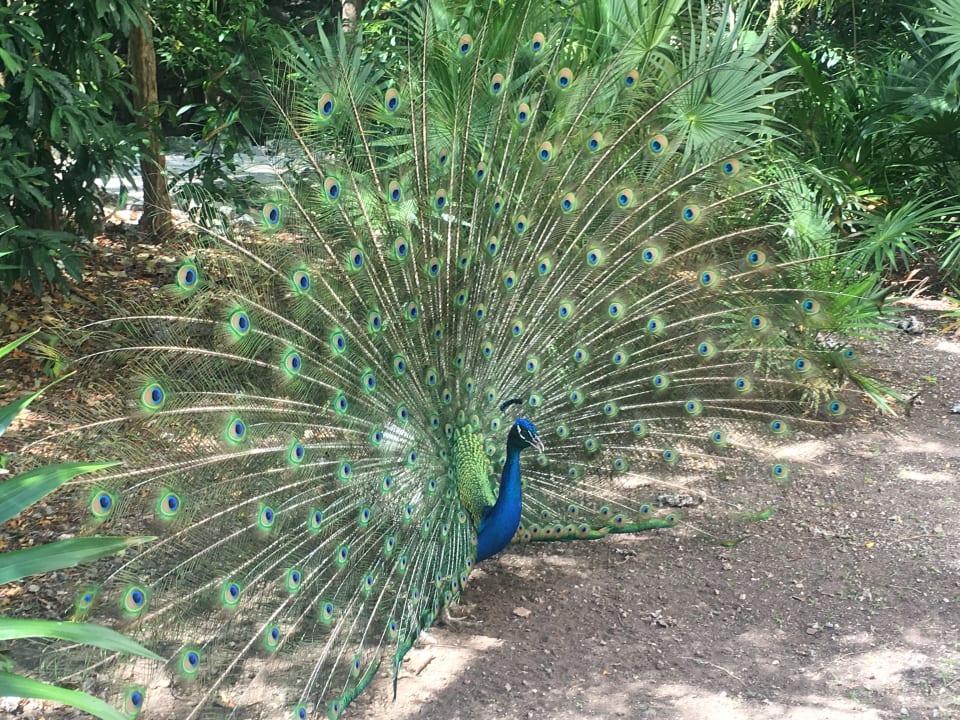 Es gibt sehr viele Tiere im Park, freilaufend Sandos Caracol Eco Resort & Spa Select Club Adults only - All Inclusive