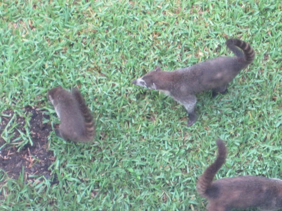 Nasenbären im Hotel Sandos Playacar Beach Resort