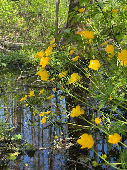 Gartenanlage Pałac i Folwark Galiny