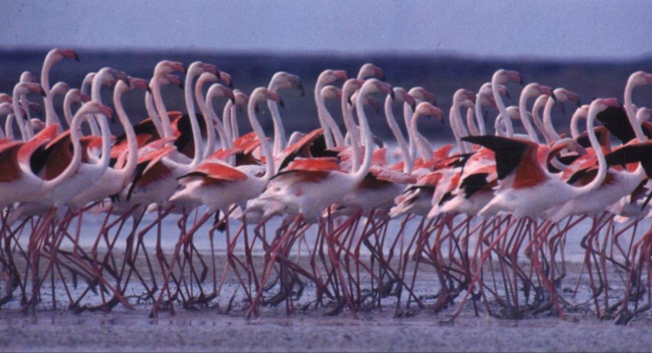 Parco di Molentargius B&B I Gerani