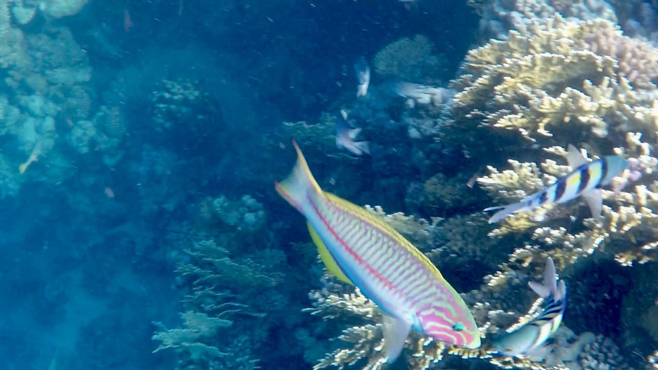 Strand Pickalbatros Sands Hotel - Port Ghalib