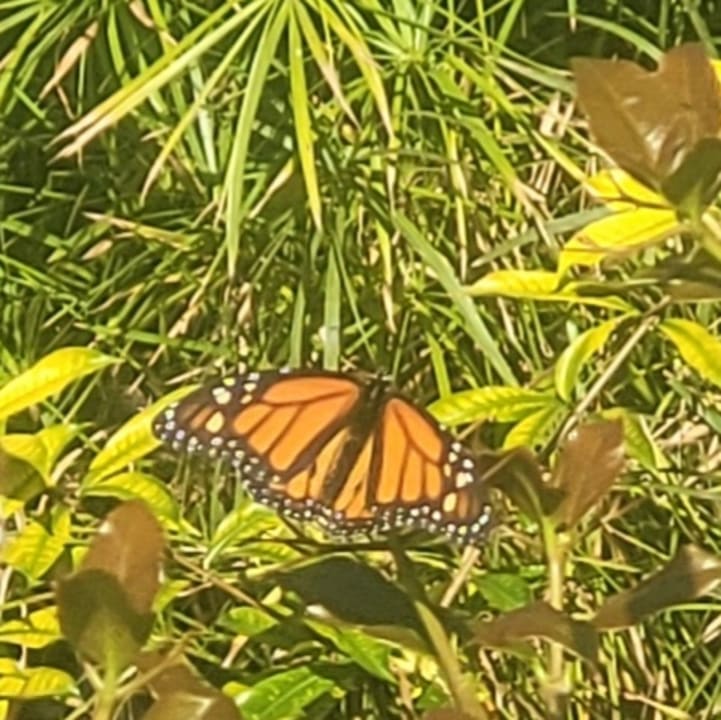 Gartenanlage Tigaiga Suites