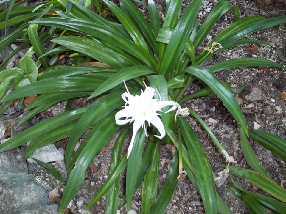 Wunderschöne Blumen Adaaran Select Hudhuran Fushi - Premium All Inclusive