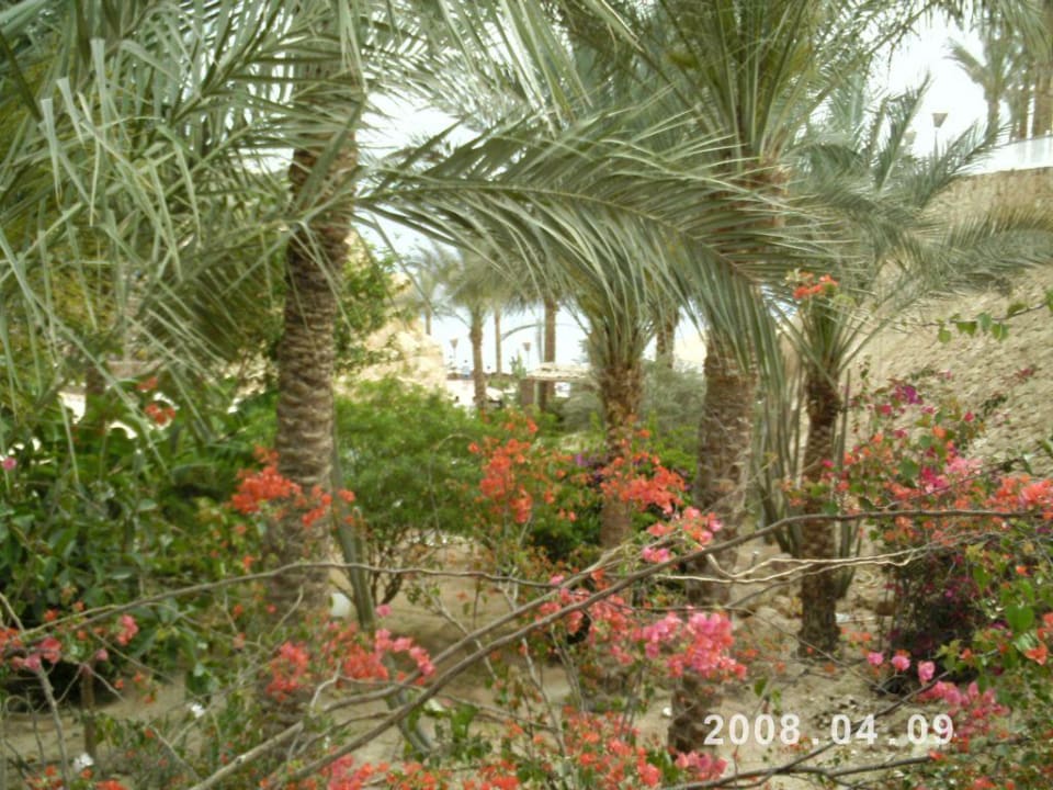 Gartenanlage Reef Oasis Beach Resort