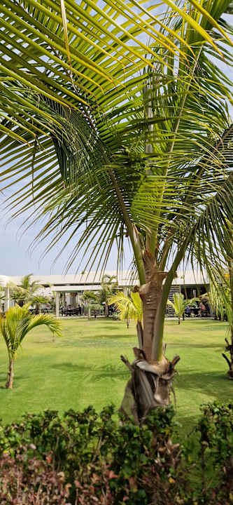 Gartenanlage Hotel Riu Palace Santa Maria