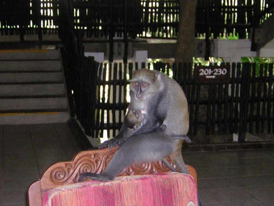 Äffin mit Äffchen Baobab Beach Resort & Spa