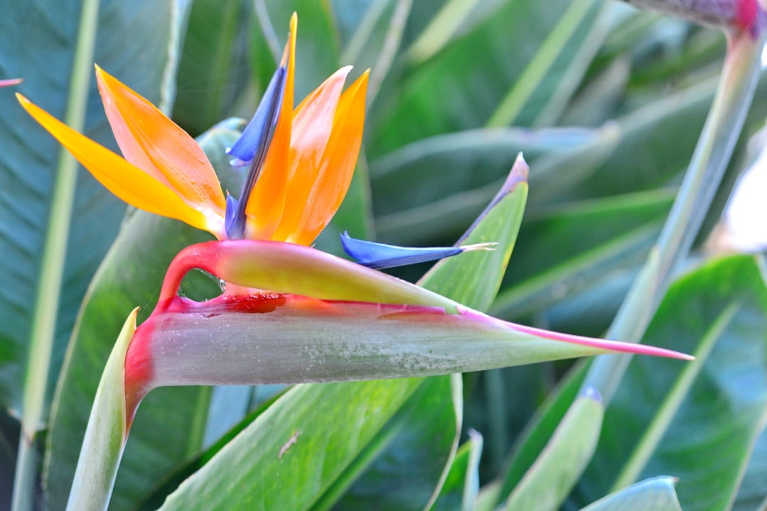 Gartenanlage Hotel Panoramica Garden