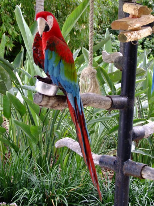 Papagei in der Gartenanlage The Palms Hotel & Spa