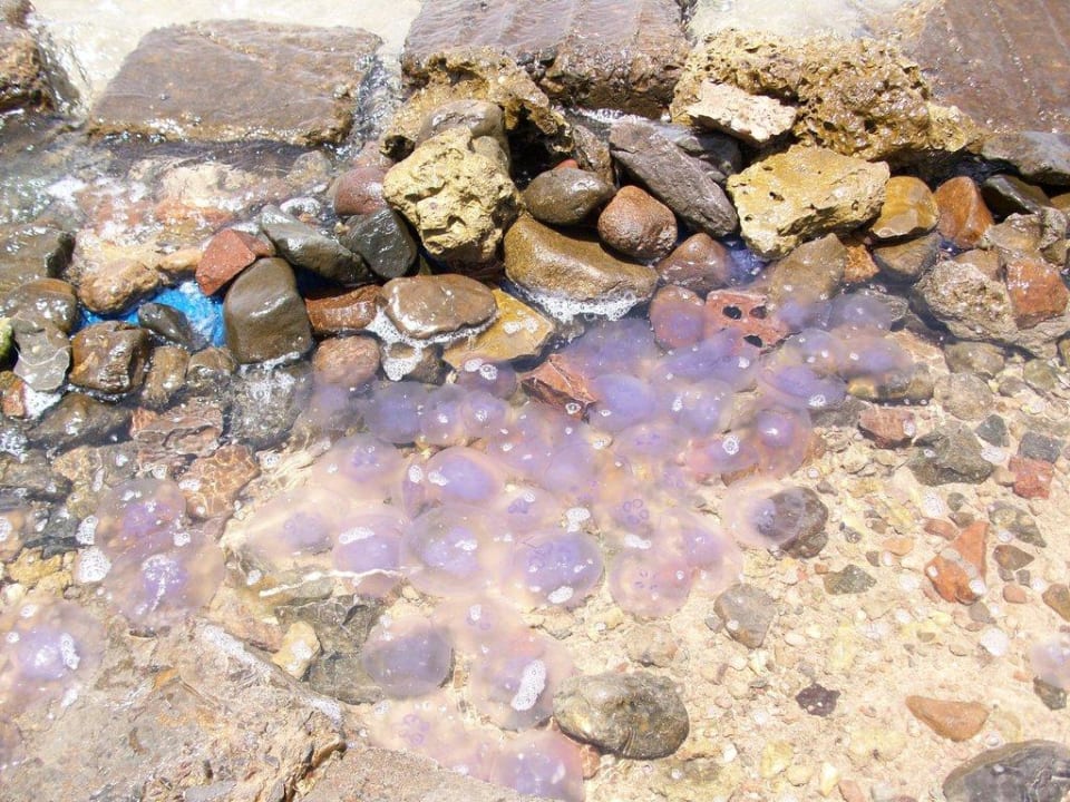 Quallenplage Stella Beach Resort & Spa Makadi Bay