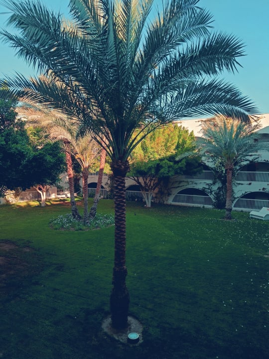 Gartenanlage Desert Rose