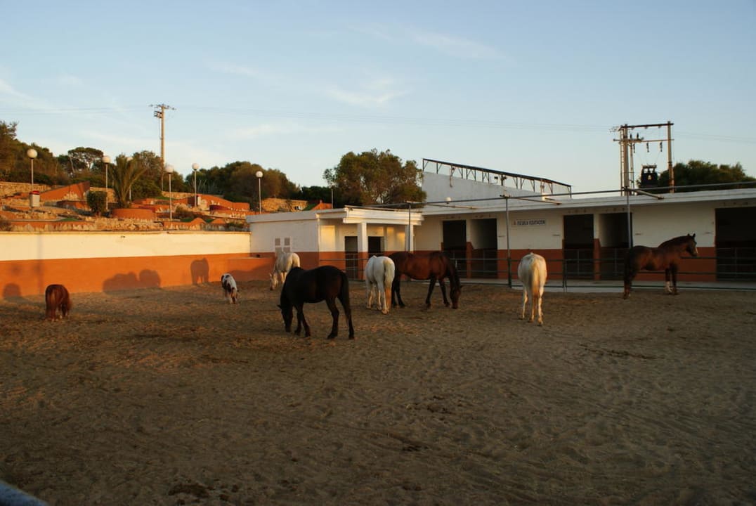Abenddämmerung- Pferde vom Club Sun Club Eldorado