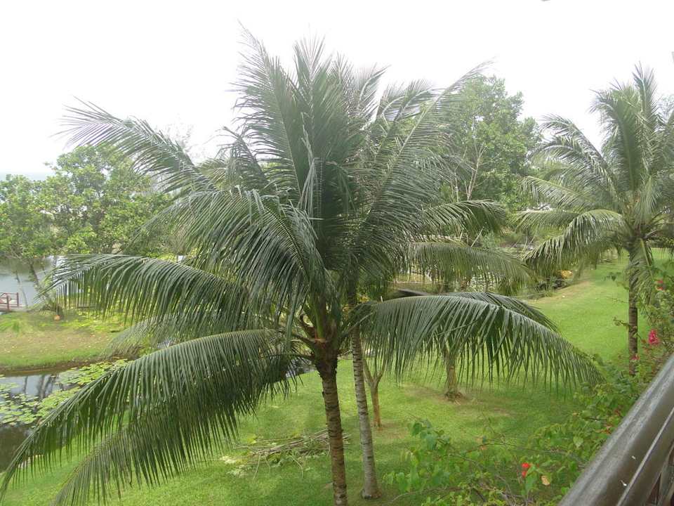 Hotel Nexus Resort Karambunai Hotel Nexus Resort Karambunai