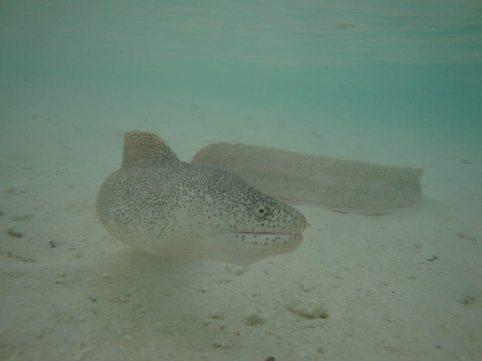 Muräne Adaaran Select Hudhuran Fushi - Premium All Inclusive