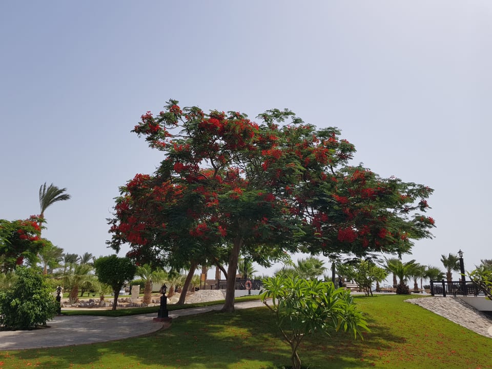 Gartenanlage Steigenberger ALDAU Beach Hotel